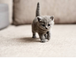 Kitty group :)