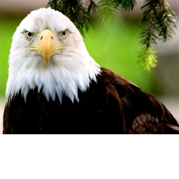 Eagle Kingdom (work in progress)