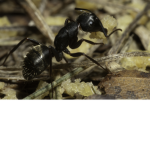 Empires of the Ants