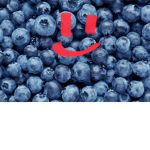 The BLUEBERRY’S clan