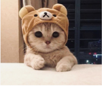 Op brothers cat club