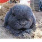 Blue bunny’s