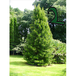 Just a tree [SEQUEL!]