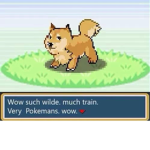 The Mafia of All Doges