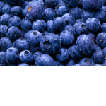 blueberry fans