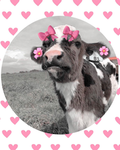 q; PREPPY COWS ;p