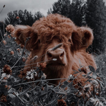 Mia's moo cow