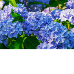 Lucky_group123
