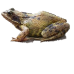 heck united