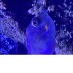 The cool fishes.