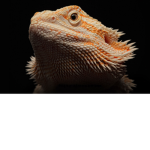 Bearded Dragon Fans :3