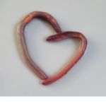 Earthworms society