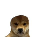 DoggggProLiekBull