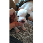 Puppy gangster