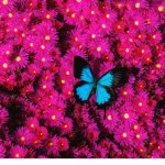 Butterflies:)))