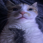 Small Flat Cat