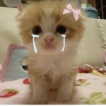 pawsso