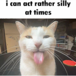 "Rather silly, Innit?"