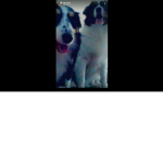 famliy pupps mia and copper
