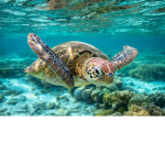 Save the turtles please!!