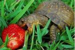 HAVE A TURTLE!!!!!!!!!!!!