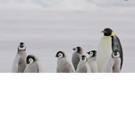 the funny animals