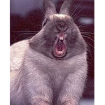 the rabbit YouTubers