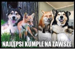 Team kol pl