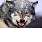 Predator Football League