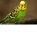 The cute parakeet group