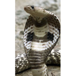 Snek GanG