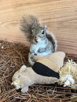 Jaythe_ squirel
