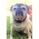 Pugs all the way
