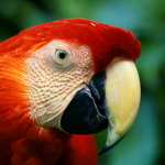 Red Parrot Group
