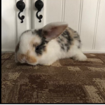 Bunny fan groupp
