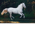 *-*Horsey Crazy Group*-*