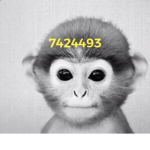 MONKEY GANGGG