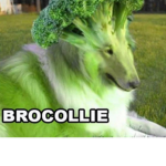 m e m e .