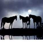 Animal's World