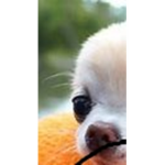 dog e