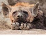 Hyenaz R Cool