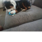 Mini Aussie dog owner's Group