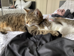 Chat c’est nous