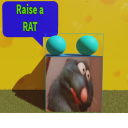 raise a rat