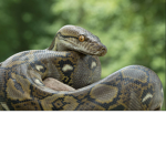 snakegamer fan club