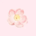 Cute pink flower