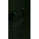 beings
