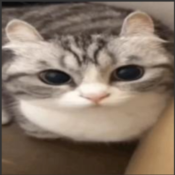 S"Z