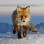 Group for Fox Fans