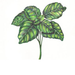 Basil Leafs